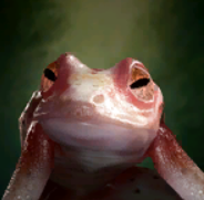 Conjured Frog
