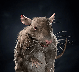 Conjured Rat